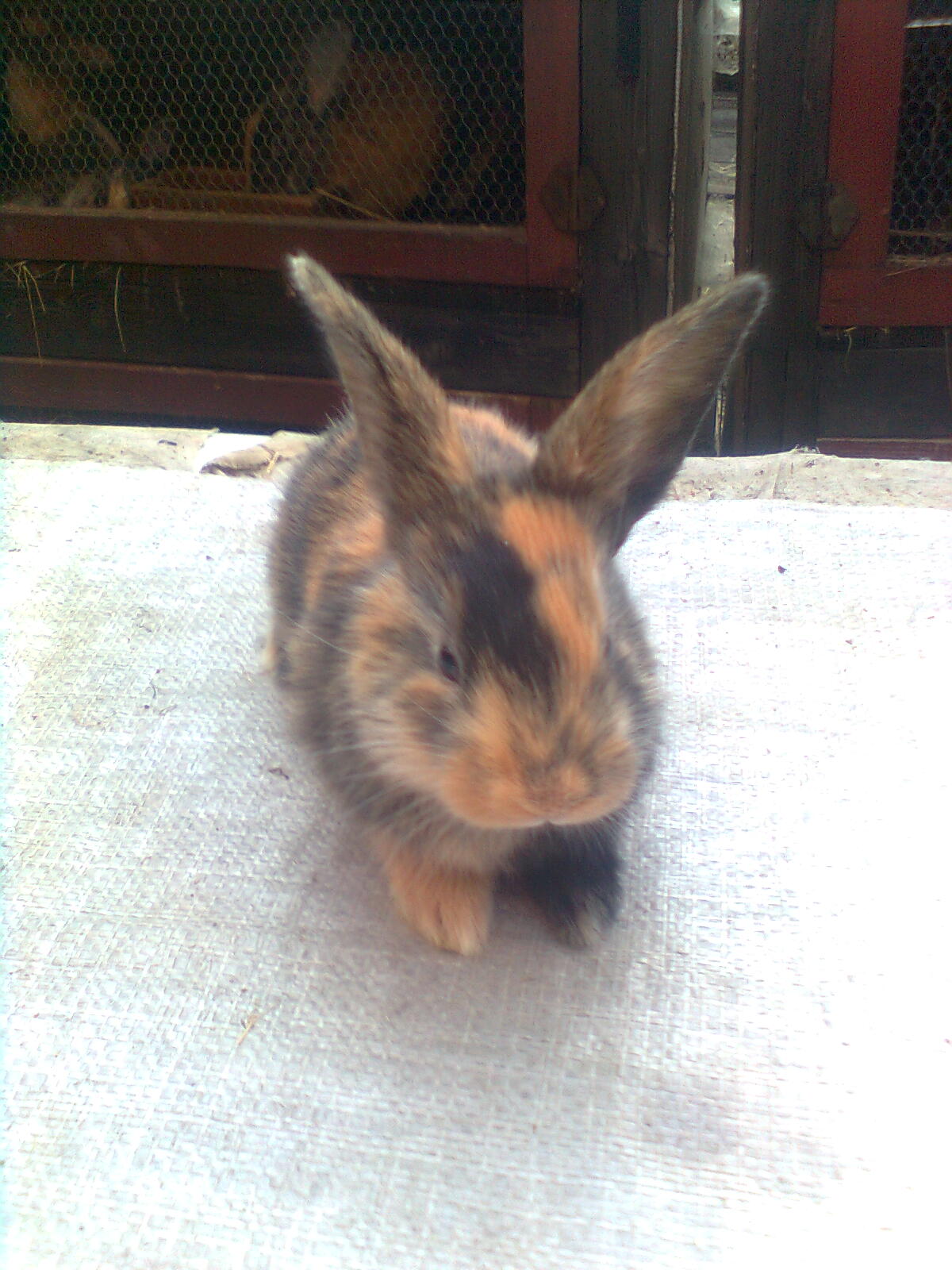 Obraz0922