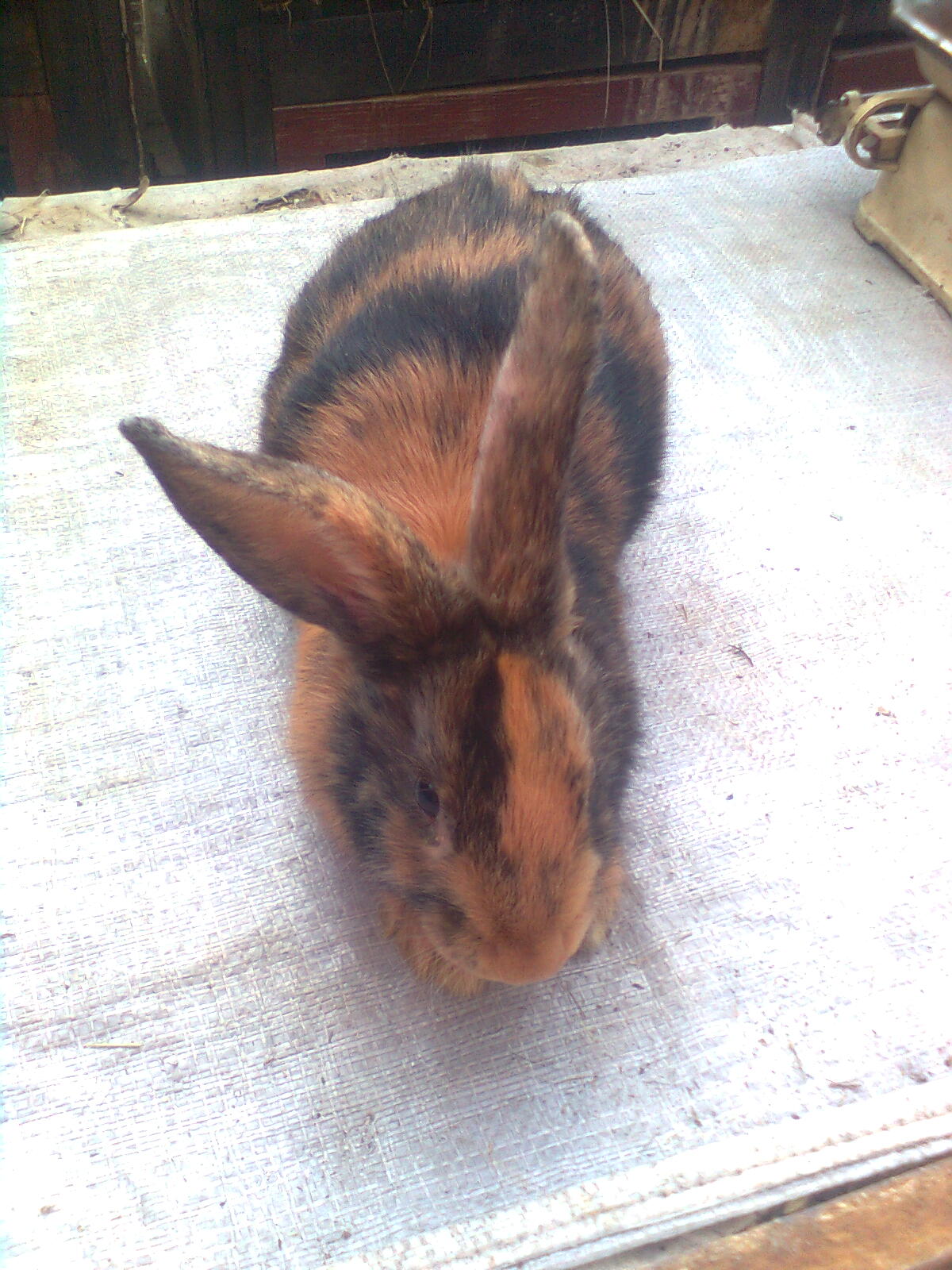 Obraz0938